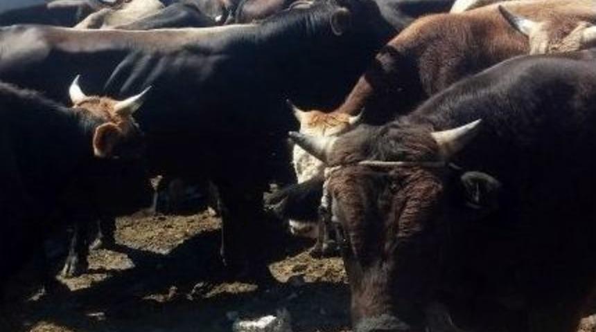 G&uuml;rcistan&rsquo;dan Ka&ccedil;ırdılar, Kars&rsquo;ta Yakalandılar
