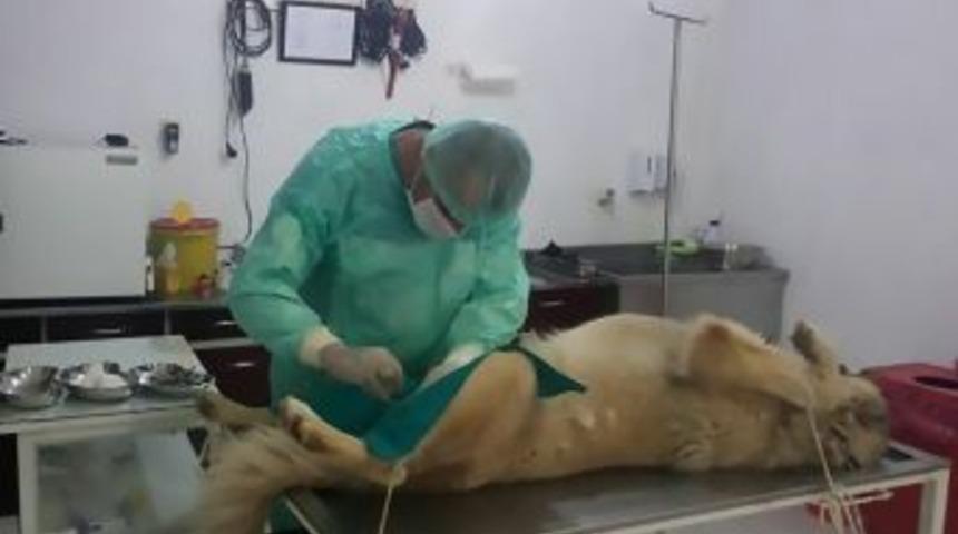 Burhaniye K&ouml;pek &Ccedil;iftliğinde &Ccedil;alışmalar Titizlik İle Devam Ediyor