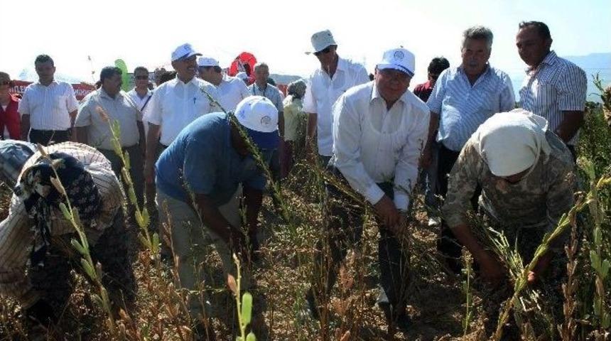 Vali &Ccedil;i&ccedil;ek Susam Topladı