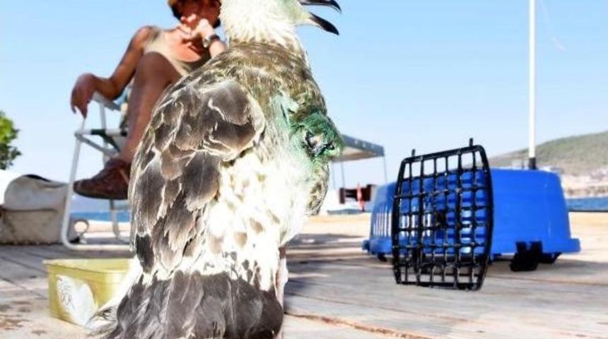 T&uuml;fekle Vurulan Kanadı Kesilen Martıyı Sahiplendi