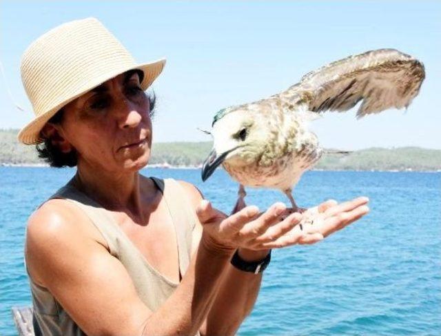 T&uuml;fekle Vurulan Kanadı Kesilen Martıyı Sahiplendi 1