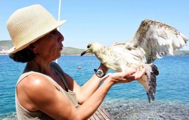 T&uuml;fekle Vurulan Kanadı Kesilen Martıyı Sahiplendi 2