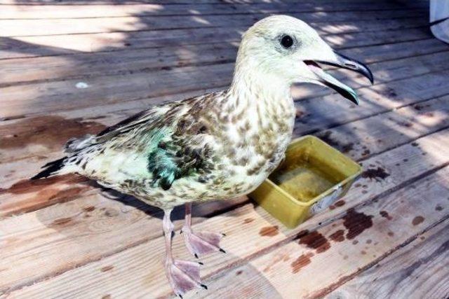 T&uuml;fekle Vurulan Kanadı Kesilen Martıyı Sahiplendi 3