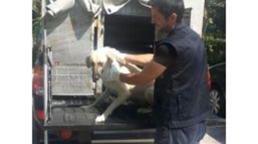 İzmit&rsquo;te G&uuml;nde 15-20 Sahipsiz K&ouml;pek Toplanıyor