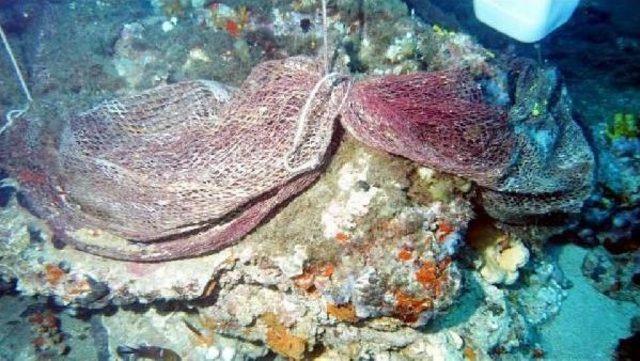 Ayvalık'ta Kırmızı Mercanları Kurtaracak Proje