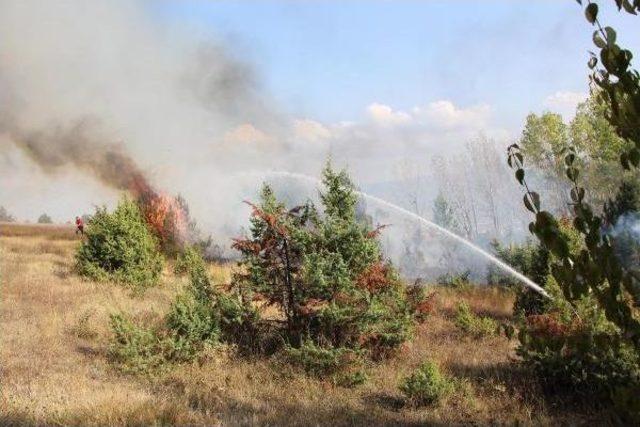 Bolu'da Çam Ağaçları Alev Alev Yandı