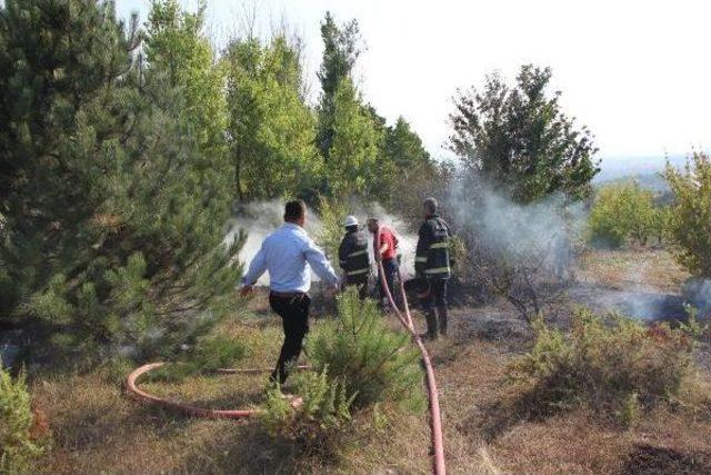 Bolu'da Çam Ağaçları Alev Alev Yandı