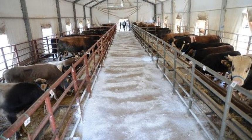 Gaziosmanpaşa Kurban Bayramı&rsquo;na Hazır