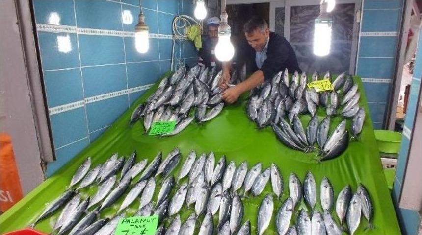 Av Yasağı Bitti, Tezgahlar Balıklarla Şenlendi