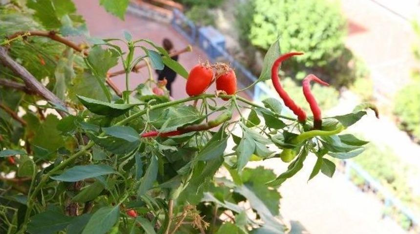 Buca&rsquo;da Organik &Uuml;r&uuml;nler Balkonlarda Yetişiyor