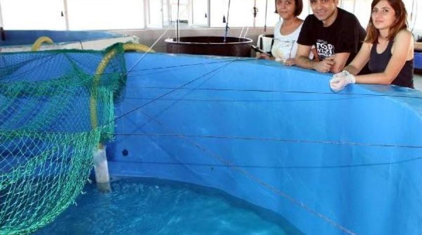 Lagos Balığı Havuzlarda Da &Uuml;retilebilecek