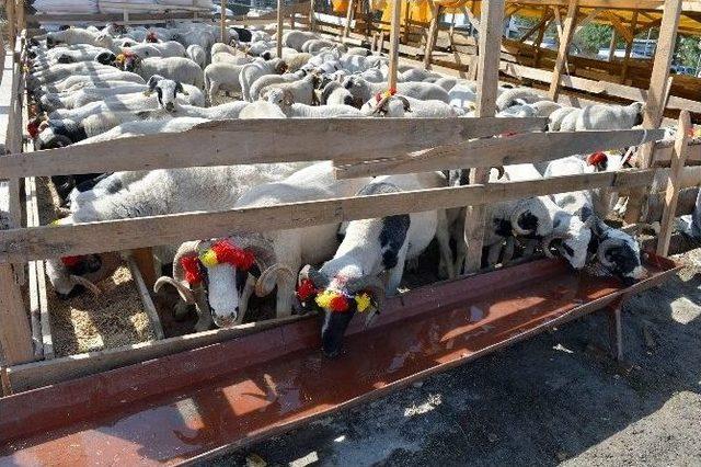 Üsküdar Belediyesi Kurban Bayramına Hazır