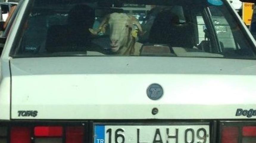 Bursa&rsquo;da Koyun Koyuna Yolculuk