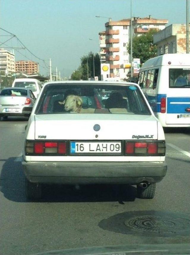 Bursa&rsquo;da Koyun Koyuna Yolculuk 1