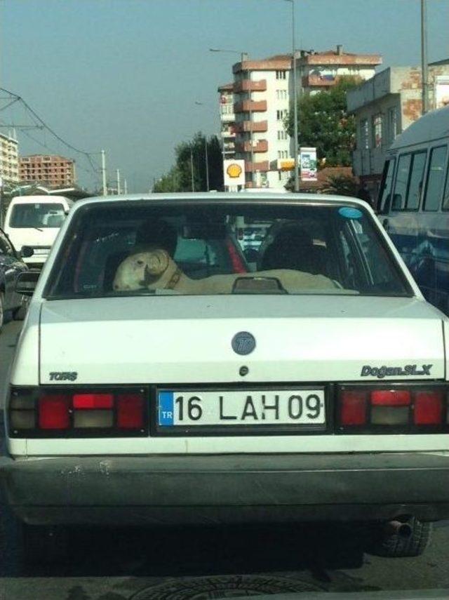 Bursa&rsquo;da Koyun Koyuna Yolculuk 2