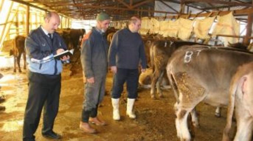 Kurban Alırken Gebe Hayvanlara Dikkat