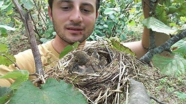 Fındık Ağacına Kuşlar Yuva Yapınca Hasat Yapmadı