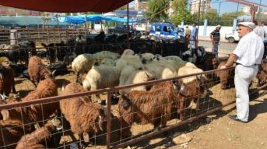 Konyaaltı İl&ccedil;esi&rsquo;nde Kurban Satış Ve Kesim Yerleri Belirlendi