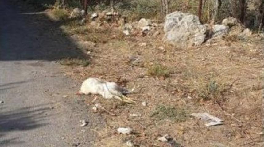 D&ouml;şemealtı&rsquo;nda Ş&uuml;pheli Hayvan &Ouml;l&uuml;mleri