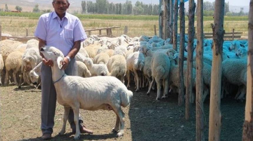 Kurban Bayramında Ko&ccedil; Kesin