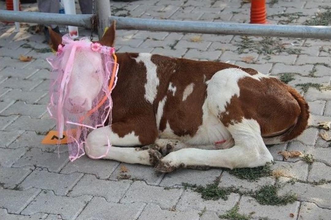 Bunlar Da &lsquo;sığır&rsquo; G&uuml;zeli