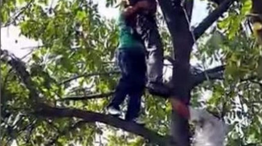 &Ccedil;ıktığı Ceviz Ağacında Bayılınca Beline İp Bağlanarak Kurtarıldı...