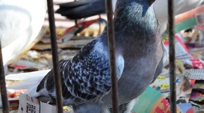 Umudun Sembol&uuml; G&uuml;vercinler Satıcısını G&uuml;ld&uuml;rm&uuml;yor