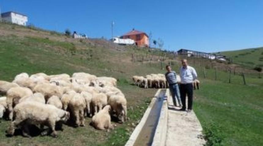 Ordu&rsquo;da Kurban Fiyatı 600 Lira