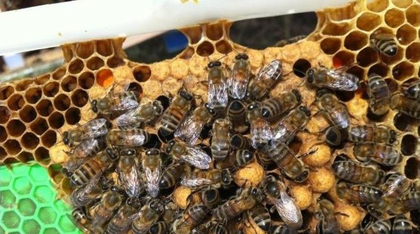 Bal Arılarının Fındık Sırrı