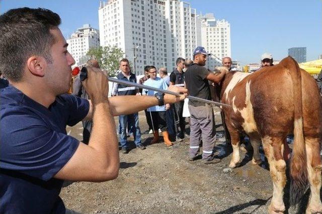 Maltepe Kurban Bayramı’na Hazır