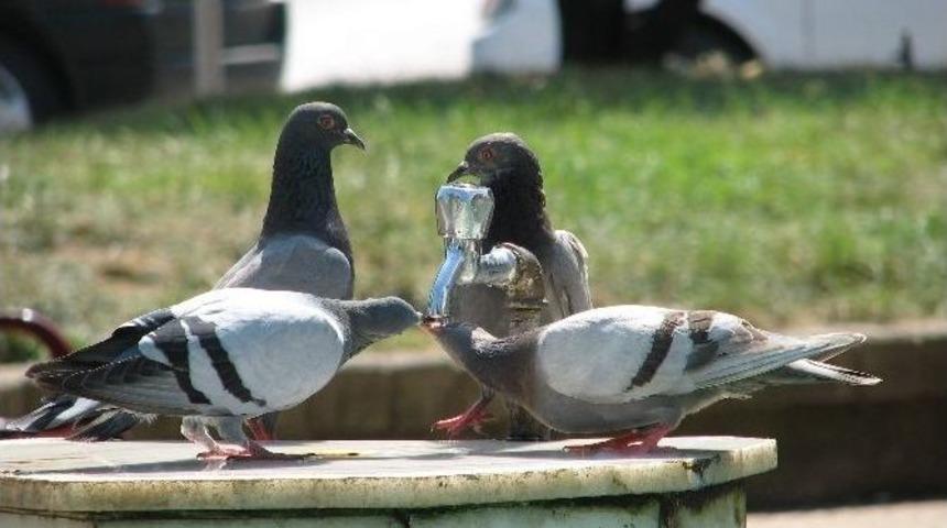 Tema&rsquo;dan &lsquo;s&uuml;mer&rsquo; Uyarısı