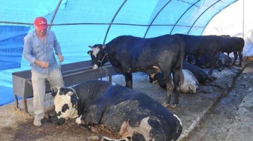 Kurbanlıklar Getirildi, Fiyatları Y&uuml;ksek Bulundu