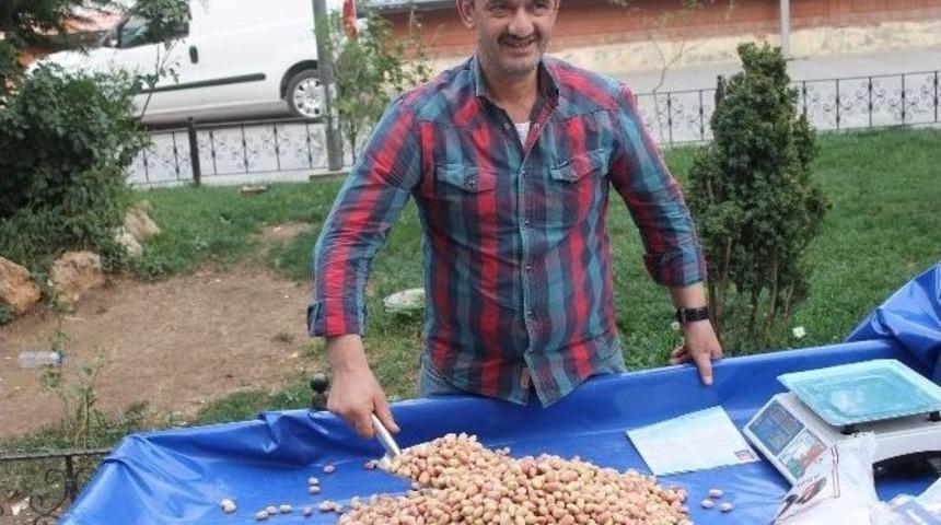 Taze Siirt Fıstığı Piyasada