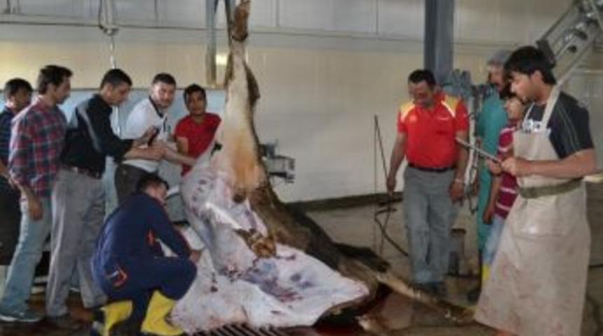 Acemi Kasaplara Kurs