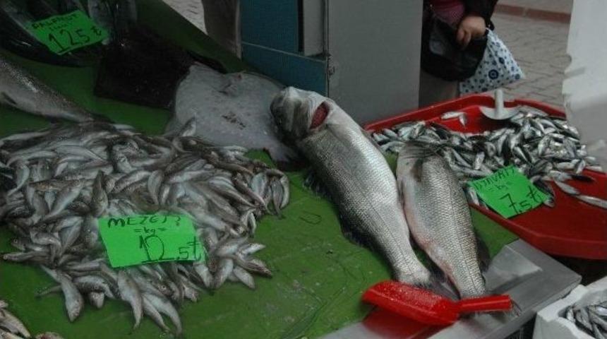 İnebolu&rsquo;da 7 Kilo 700 Gramlık Levrek Şaşırttı