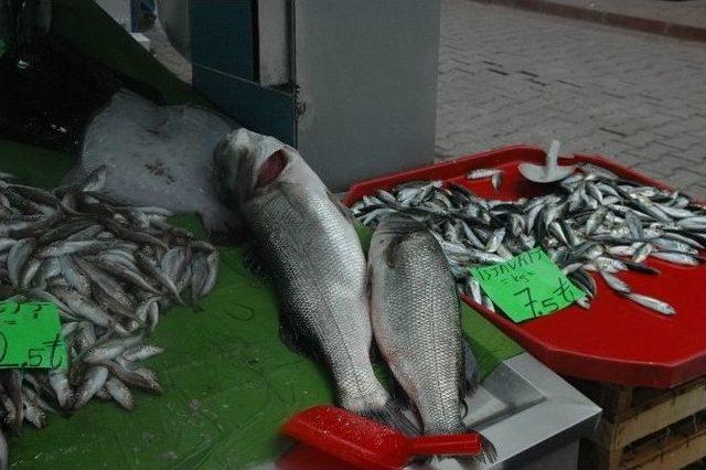 İnebolu’da 7 Kilo 700 Gramlık Levrek Şaşırttı