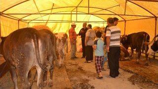 Kayseri’de Kurbanlık Hayvanlar Satışa Çıktı