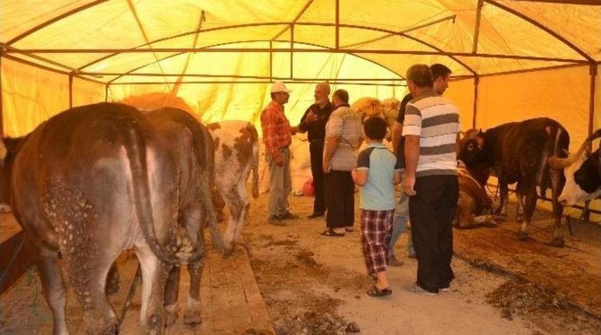 Kayseri’de Kurbanlık Hayvanlar Satışa Çıktı