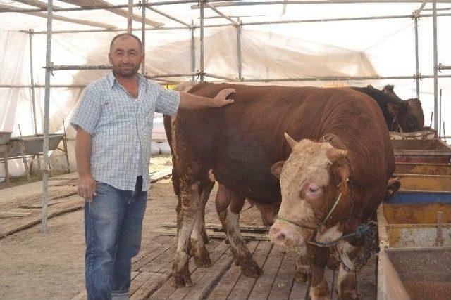 Kayseri’de Kurbanlık Hayvanlar Satışa Çıktı