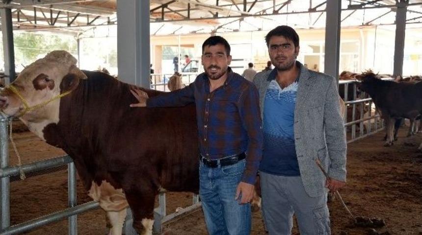 Kelkit Hayvan Pazarında Kurbanlıklar G&ouml;r&uuml;c&uuml;ye &Ccedil;ıktı