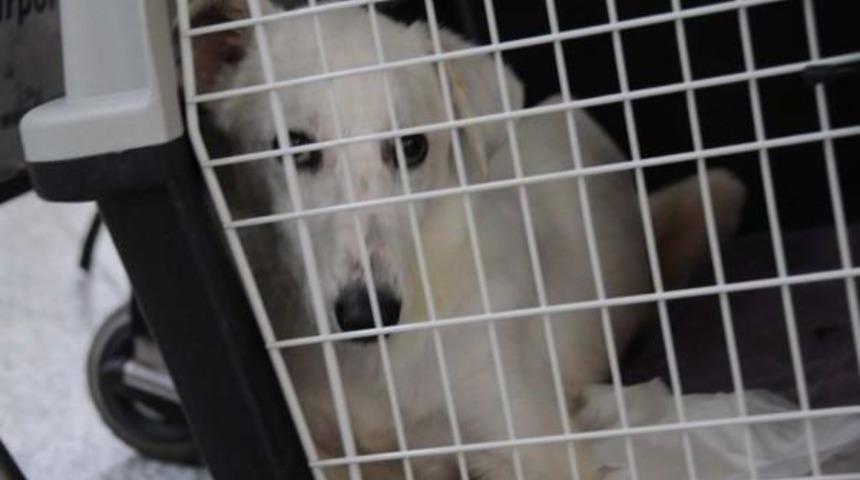 Fel&ccedil;li Sokak K&ouml;peğinin Yeni Yuvası Abd