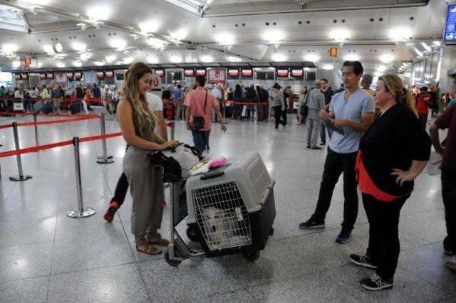 Felçli Sokak Köpeğinin Yeni Yuvası Abd