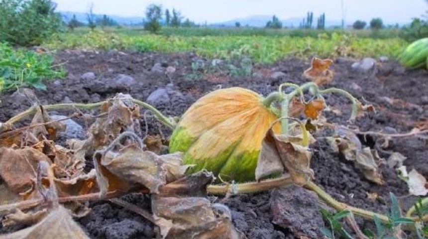 G&uuml;neş, Bigadi&ccedil; Kavununu Yaktı