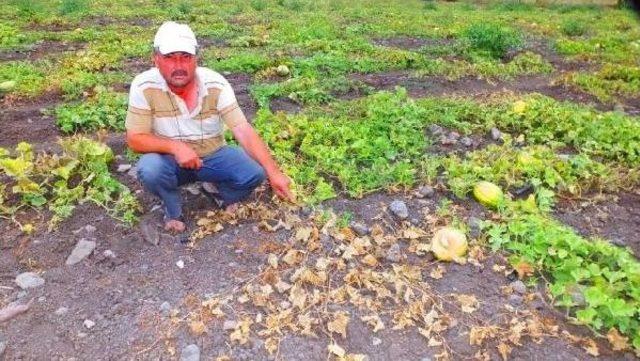 Güneş, Bigadiç Kavununu Yaktı