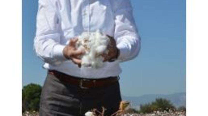 Pamuğu G&uuml;mr&uuml;klerle Koruyamıyoruz