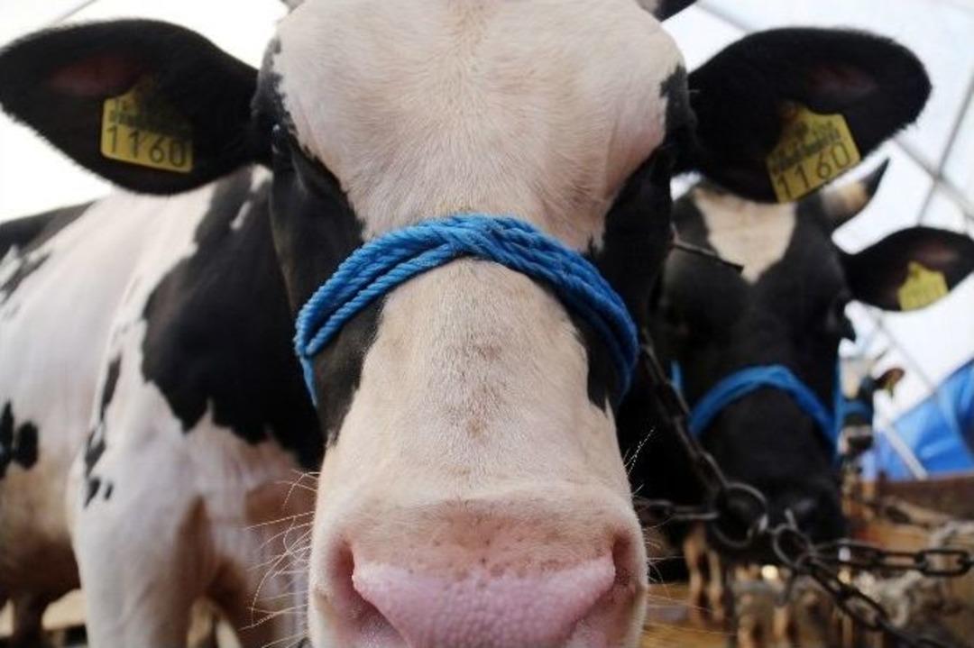 (&ouml;zel Haber) Satıcılar Kurbanlıkları İ&ccedil;in Gece G&uuml;nd&uuml;z N&ouml;bette