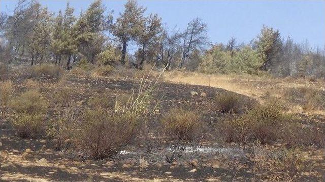 Hatay’da Orman Yangını Söndürüldü