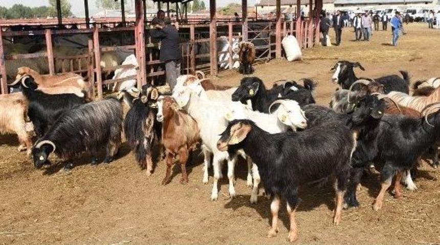 B&uuml;y&uuml;kşehir, Kurban Bayramı&rsquo;na Hazır