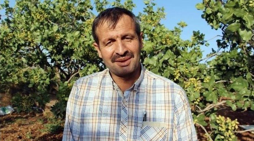 Ter&ouml;r Olayları Siirt&rsquo;ten &Ccedil;in&rsquo;e Fıstık İhracatını Etkiledi