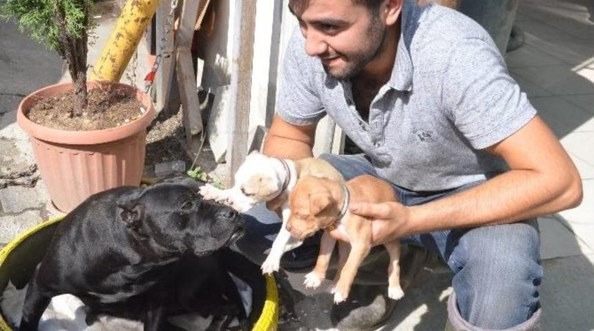 K&ouml;pekten İnsanlık Dersi